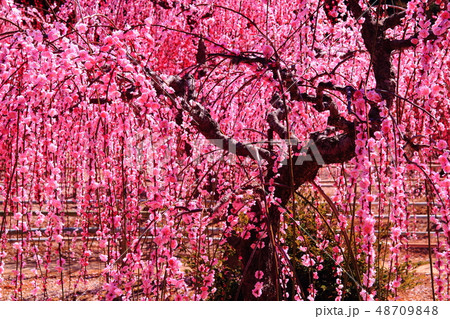 菅原神社(三重県 鈴鹿市)境内に咲くしだれ梅 菅原神社(三重県 鈴鹿市)境内に咲くしだれ梅 48709848