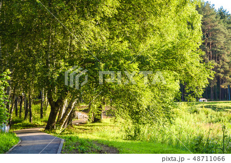 Park trees. Early morning. Summer. Moscow region. Park trees. Early morning. Summer. Moscow region. 48711066