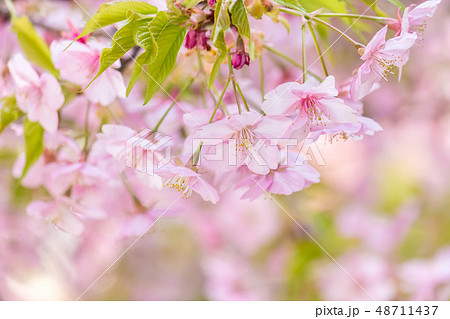 河津桜 48711437