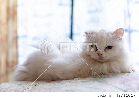 シニア猫 48711617