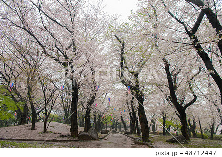 満開のソメイヨシノ桜 雨の中飛鳥山公園花見の写真素材