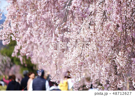 喜多方日中線の桜 48712627
