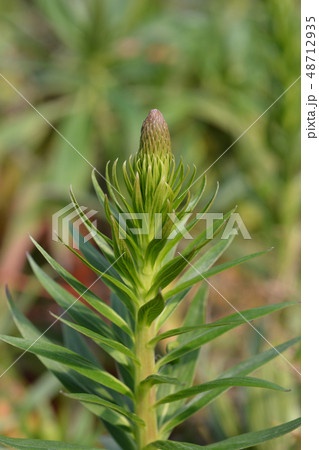 Pride of Madeira 48712935