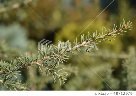 Cedar of Lebanon Cedar of Lebanon 48712979