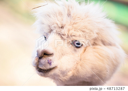 Portrait of a sweet white llama - alpaca Portrait of a sweet white llama - alpaca 48713287