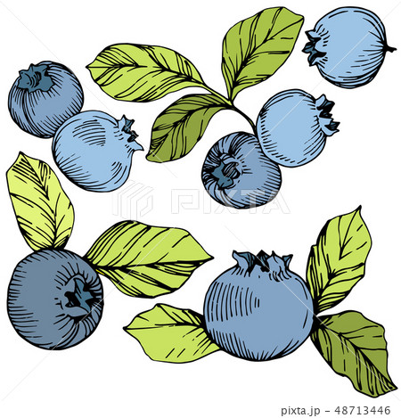 Vector Blueberry green and blue engraved ink art. Berries and green leaves. Isolated blueberry 48713446