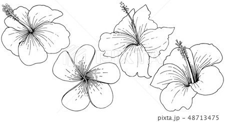 Vector Hibiscus floral tropical flowers. Black and white engraved ink art. Isolated hibiscus 48713475