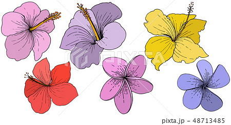 Vector Hibiscus floral tropical flowers. Engraved ink art. Isolated hibiscus illustration element on 48713485