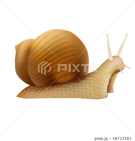 Realistic 3d Detailed Slimy Snail with Shell. Vector 48713561
