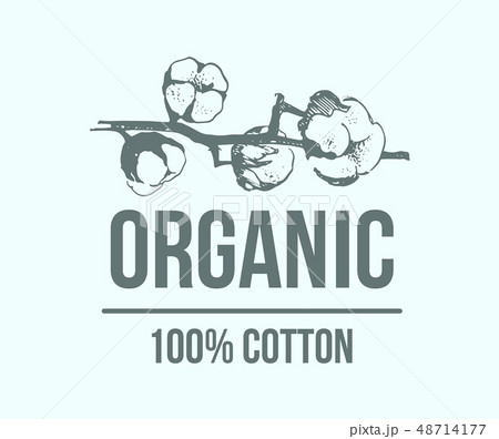 Natural Organic Cotton Pure Cotton Vector のイラスト素材