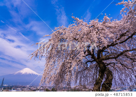 （静岡県）先照寺の枝垂れ桜　富士山 48715853