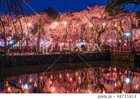 静岡県 三嶋大社の夜桜の写真素材