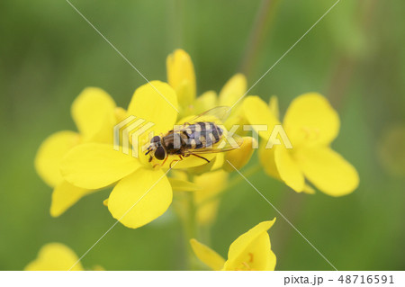 フタホシヒラタアブと菜の花 フタホシヒラタアブと菜の花 48716591