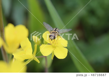 フタホシヒラタアブと菜の花 48716687