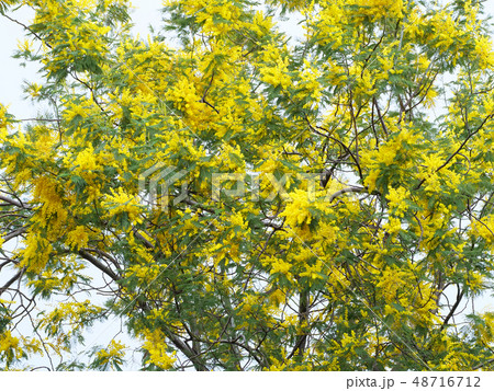 フサアカシア 48716712