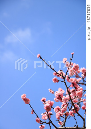 有栖川宮記念公園の紅梅 有栖川宮記念公園の紅梅 48717836