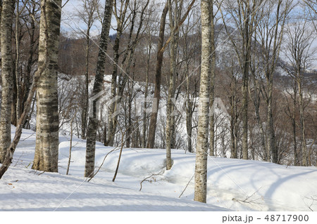 早春のブナの森ー癒しの森　福島県只見町 48717900
