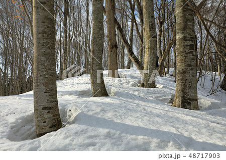 早春のブナの森ー癒しの森　福島県只見町 48717903