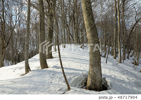 早春のブナの森ー癒しの森 福島県只見町 早春のブナの森ー癒しの森 福島県只見町 48717904