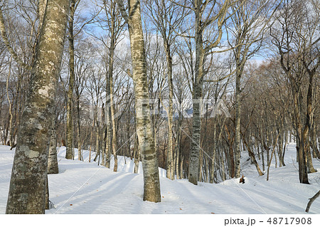 早春のブナの森ー癒しの森　福島県只見町 48717908
