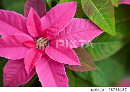 ピンク色のポインセチアの花の写真素材