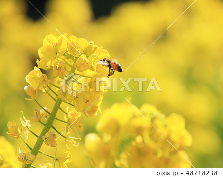 菜の花とミツバチ 48718238