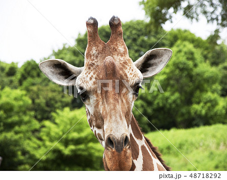 キリン　目　鼻　耳 48718292