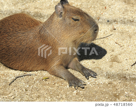 カピバラ 48718560