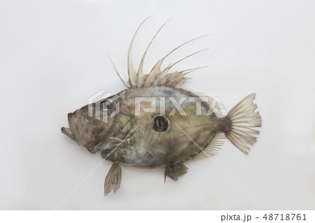 マトウダイ 48718761