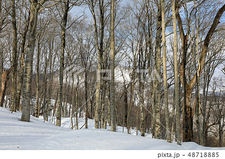 早春のブナの森ー福島県只見町 48718885