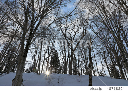 早春のブナの森ー癒しの森　福島県只見町 48718894