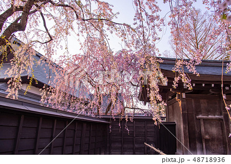 秋田県 仙北市 角館のしだれ桜 樺細工伝承館の門 秋田県 仙北市 角館のしだれ桜 樺細工伝承館の門 48718936