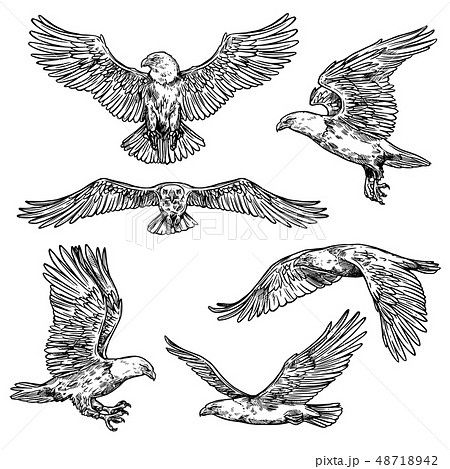 Hawk Or Eagle Sketch Flying Falcon Stock Illustration