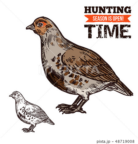 Grouse wild forest bird, hunting season prey 48719008