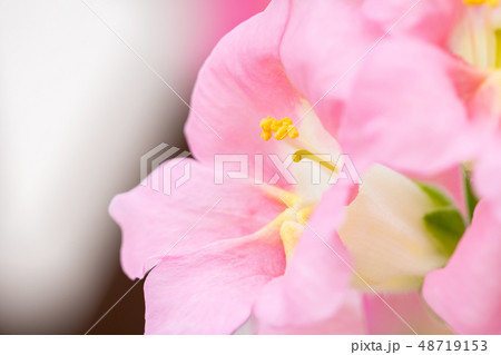 春の花 春の花 48719153