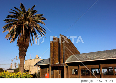 内房線和田浦駅の花壇にあるカナリーヤシ 48719174