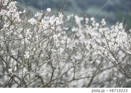 白梅の花 白梅の花 48719223