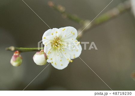 白梅の花 白梅の花 48719230