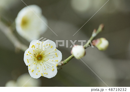 白梅の花 白梅の花 48719232