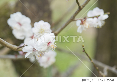 白梅の花 白梅の花 48719558