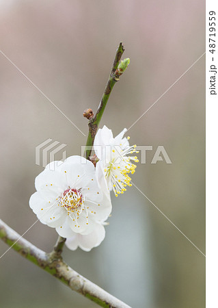 白梅の花 48719559