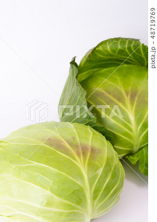 キャベツ 48719769