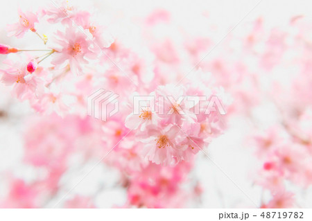高瀬川の桜 高瀬川の桜 48719782