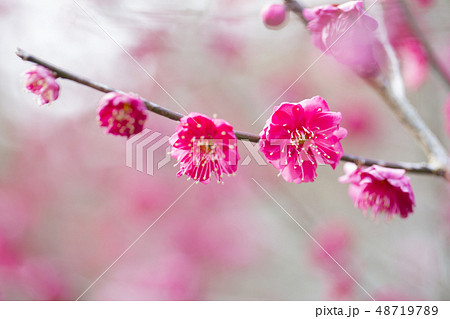 紅梅の花 紅梅の花 48719789