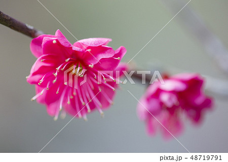 紅梅の花 48719791