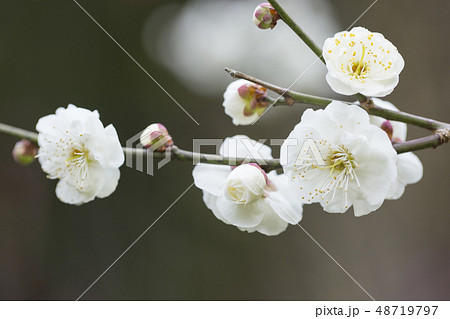 白梅の花 48719797