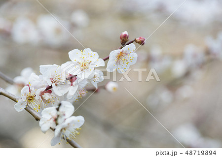 白梅の花 白梅の花 48719894