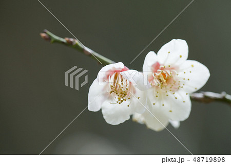 白梅の花 白梅の花 48719898