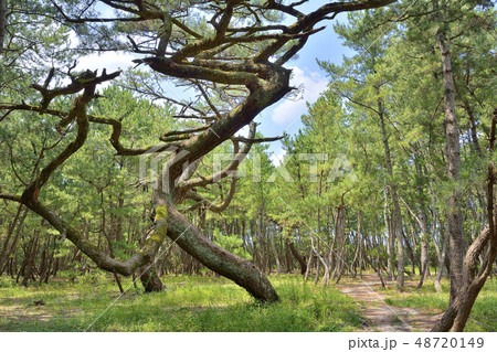 虹の松原　唐津市　佐賀県 48720149