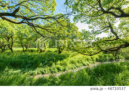 新緑　渡良瀬遊水地　春 48720537